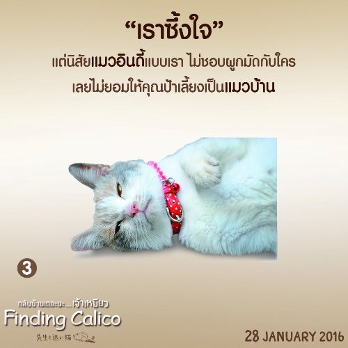 Finding Calico (4)