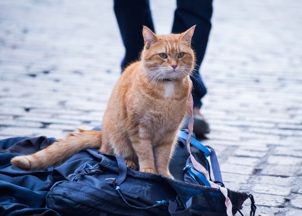 A Street Cat Named Bob. Bob. Photo by Andreas Lambis.